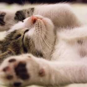 A close-up shot of a cute kitten sleeping peacefully on a soft surface.